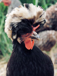 Close-up of a bird