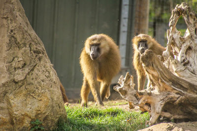 Monkeys on a tree