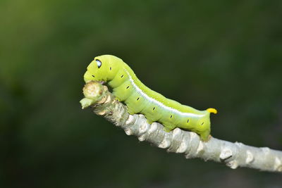 Oleander hawk moth caterpillar, daphnis nerii, feeding on a plant