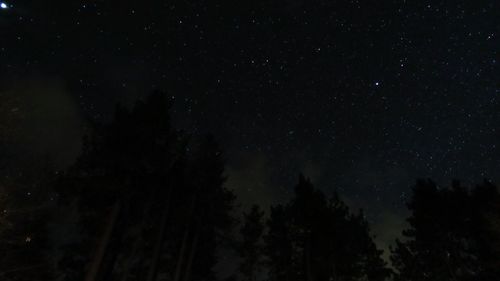 Low angle view of trees against star field at night