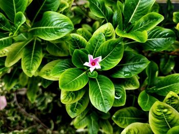 High angle view of flowering plant leaves