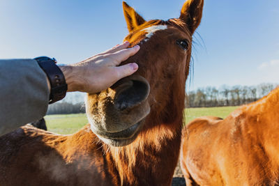 Cropped hand touching horse