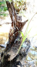 Close-up of plants