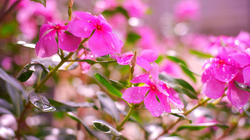 Flourish pink blossoms in the morning dew-filled in the backyard.