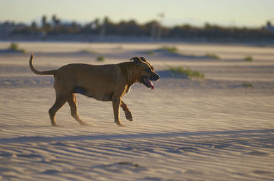 Side view of dog running on field