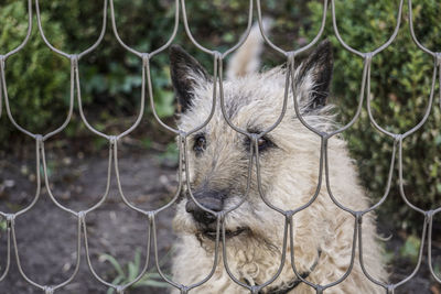 Close-up of horse seen through chainlink fence