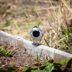 Bird perching on a field