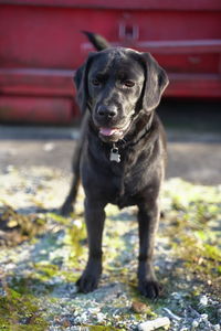 Portrait of black dog standing outdoors