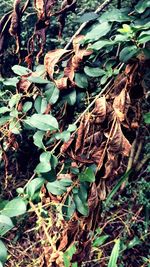 Close-up of leaves on ground