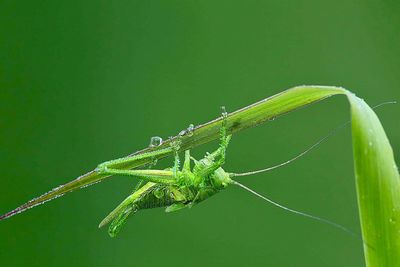 Close-up of insect on leaf