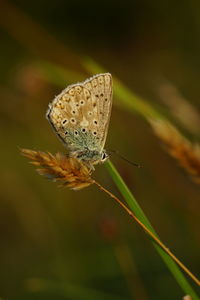 Close-up of a butterfly