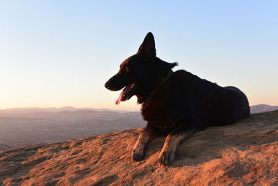 Dog looking away on rock against sky during sunset