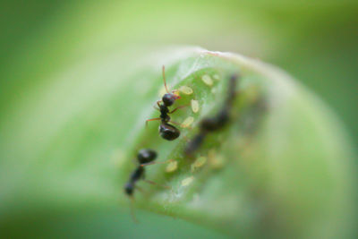 Close-up of ant on leaf