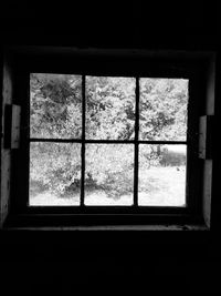 Trees seen through window