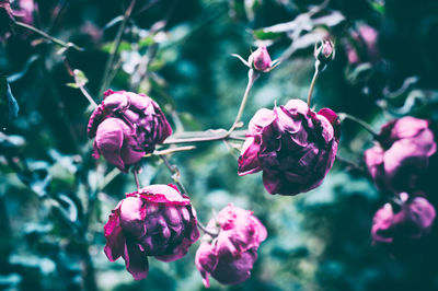 Close-up of pink roses