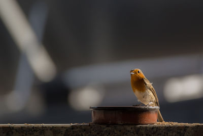 Close-up of bird perching on wood