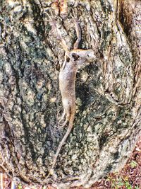 Close-up of lizard on tree trunk