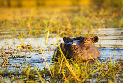 Hippopotamus or hippo in the chobe river in chobe national park, botswana, africa
