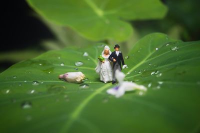 Wedding cake figurine on wet leaf