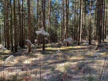 Trees on field in forest