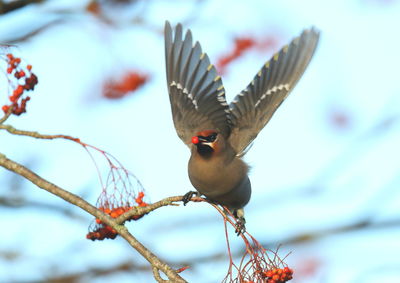 Low angle view of bird flying against sky