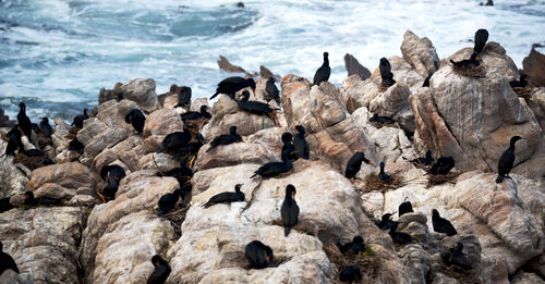 High angle view of birds on beach