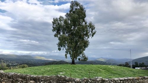 Tree on landscape against sky