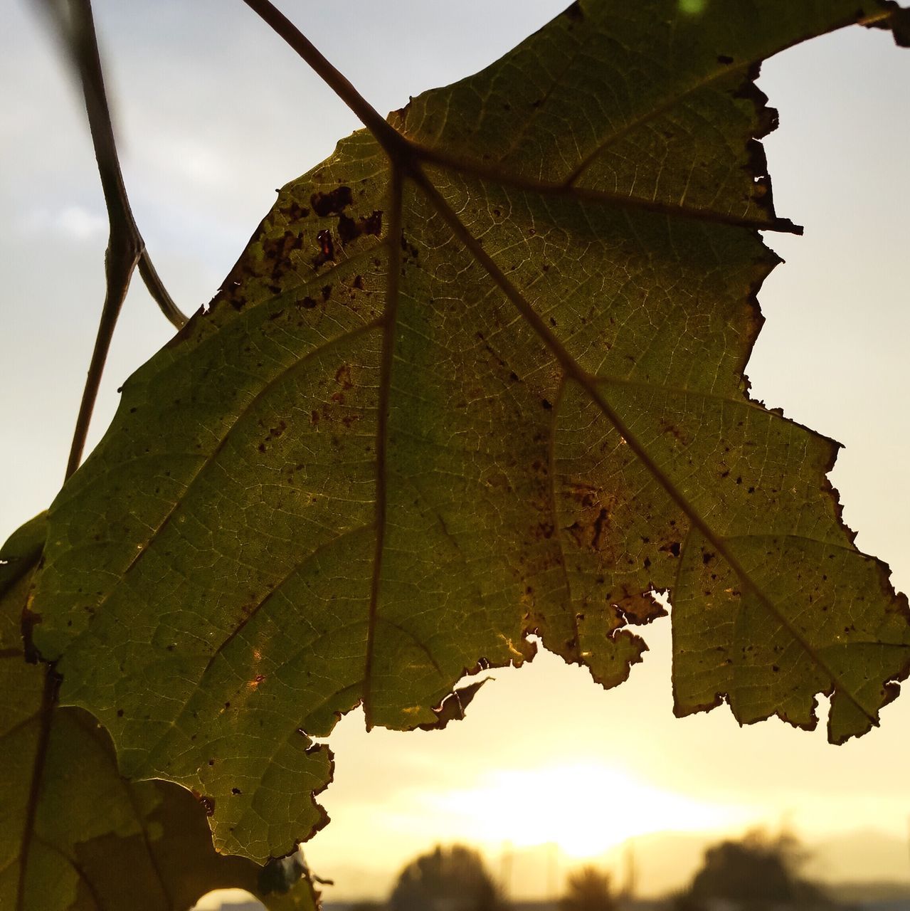 leaf, focus on foreground, low angle view, close-up, growth, sky, nature, leaf vein, clear sky, plant, sunlight, green color, leaves, outdoors, autumn, day, branch, no people, tranquility, selective focus