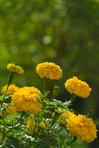 Close-up of yellow flowering plant