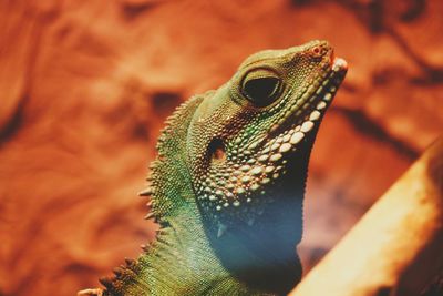 Close-up of lizard