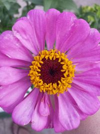 Close-up of pink flower blooming outdoors