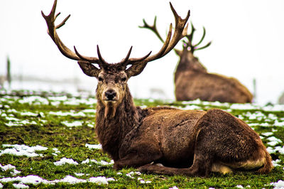 Portrait of stag resting on field during winter