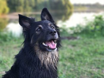 Portrait of dog looking away