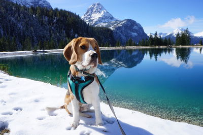 Dog on snow covered mountains against sky