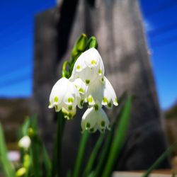 Close-up of white flowering plant