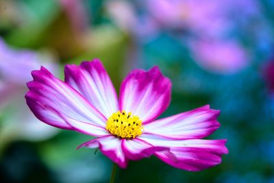 Close-up of insect on pink flower
