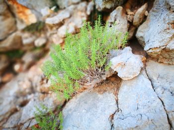 High angle view of moss growing on tree trunk