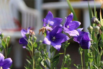 Close-up of purple flowering plant