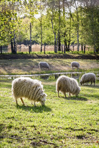 Sheep grazing in a field