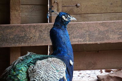 Close-up of a peacock