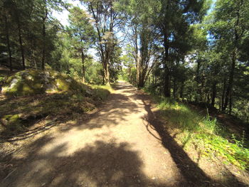 Dirt road amidst trees in forest