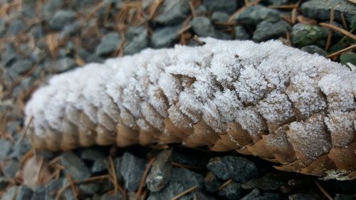 Close-up of lizard