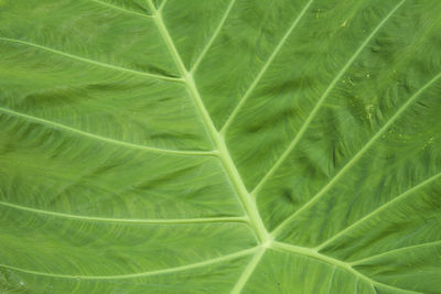 Full frame shot of green leaf