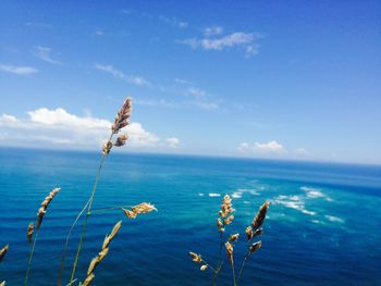 Close-up of plant against sea