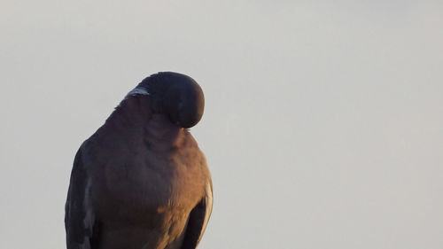 Rear view of bird perching against white background