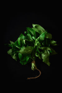 Close-up of green leaf against black background