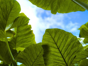 Low angle view of leaves against sky