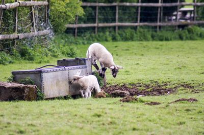 Sheep in a field