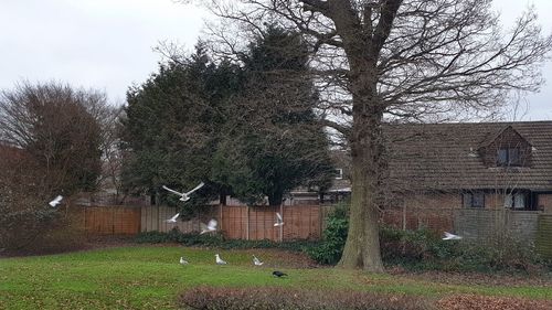 Trees on field by building against sky