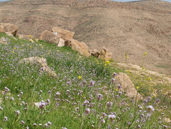 View of flowering plants on land